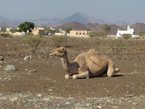 Camel